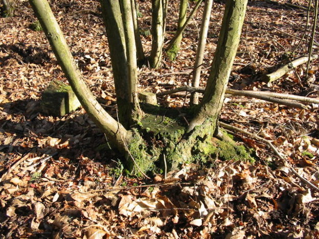 What Is Coppicing How To Coppice For Firewood Let S Grow Wild