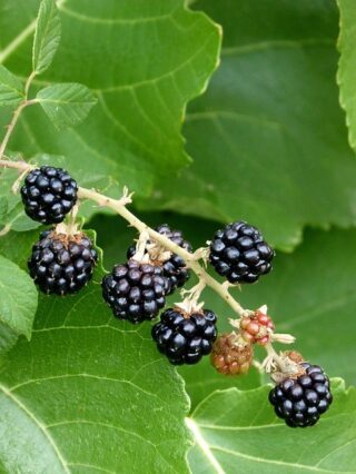 autumn foraging blackberry