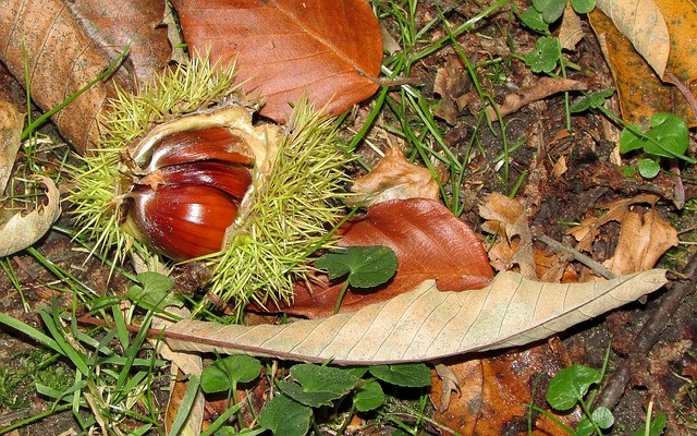 gather sweet chestnuts