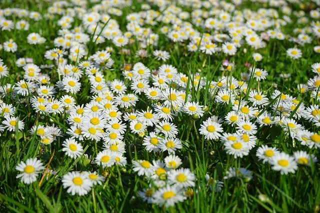 Daisies