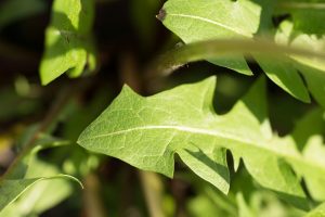 Dandelion Leaves