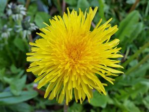 Dandelion