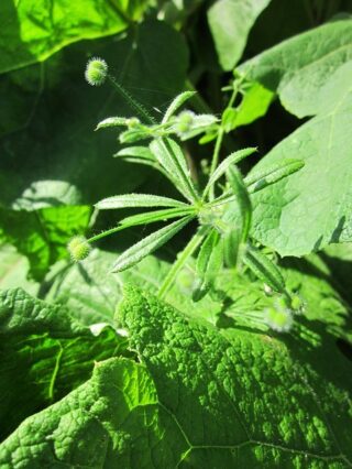 Goose Grass