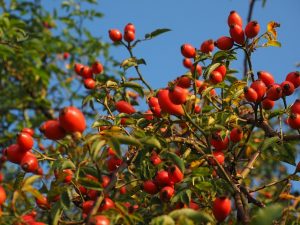 Rosehips