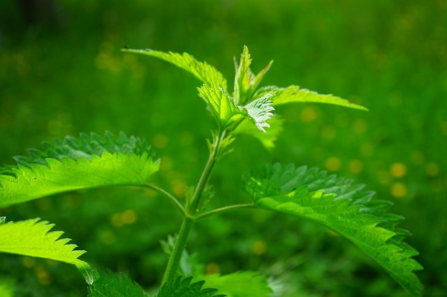 Stinging Nettle