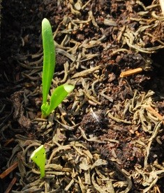 What is eating seedlings