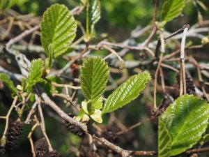 Alder tree