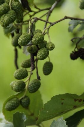 Alder tree