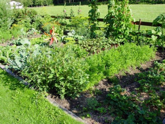 vegetable garden
