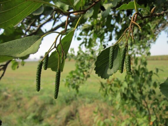 Alder tree