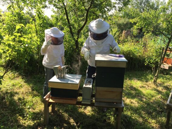 Starting a smallholding in your garden