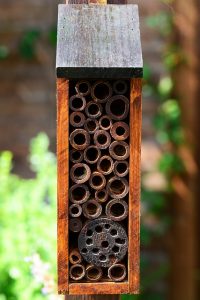 natural pest control in the vegetable garden