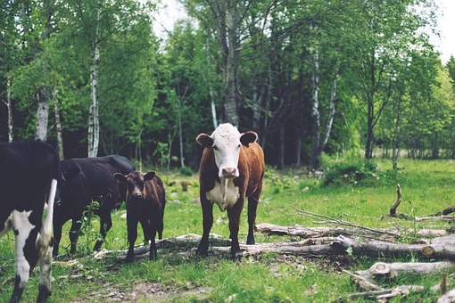 Planting trees on farmland