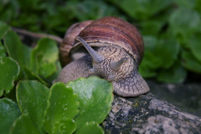 Natural pest control in the vegetable garden