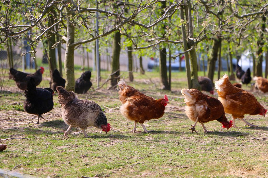 keeping chickens cool in summer