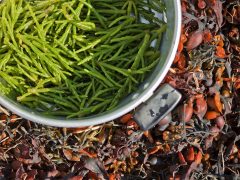 foraging for samphire