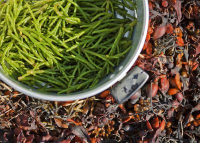 foraging for samphire