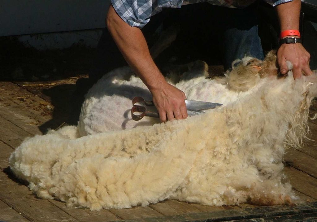 How To Sharpen Sheep Shears (And The Trick To Using Them