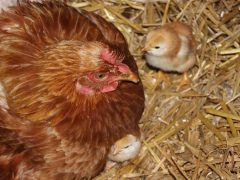 Keeping chickens safe from predators
