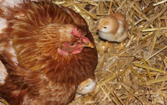 Keeping chickens safe from predators