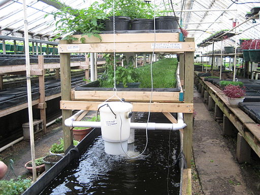 aquaponics - what is it and how does it work?