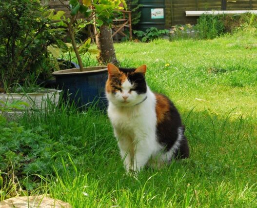 female cat having trouble peeing