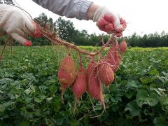 how to grow sweet potatoes in the UK