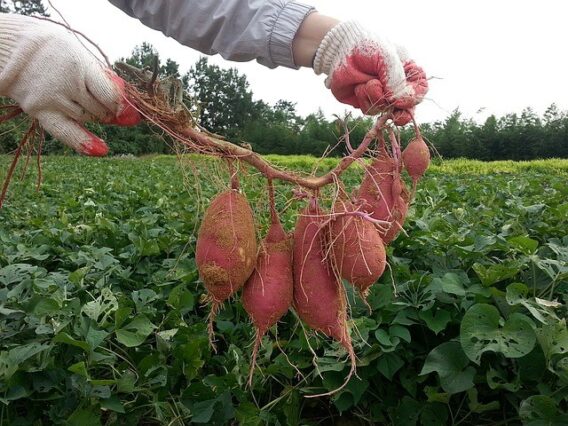 How To Grow Sweet Potatoes In The Uk