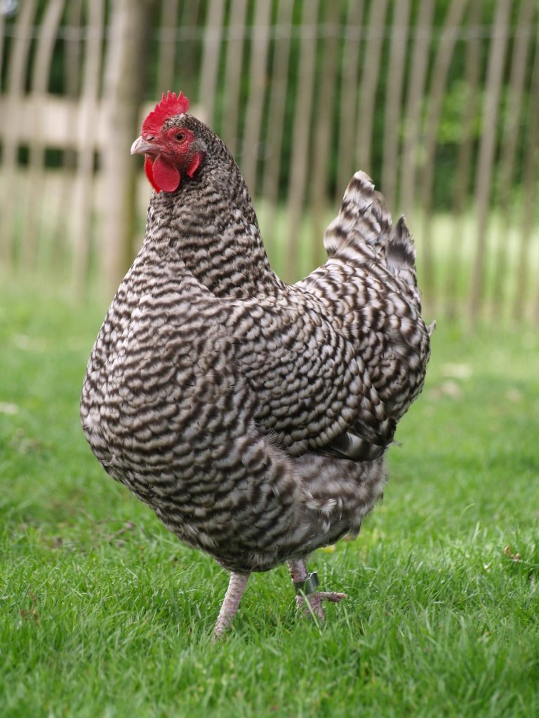 Five Chicken Breeds for Back Garden Flocks