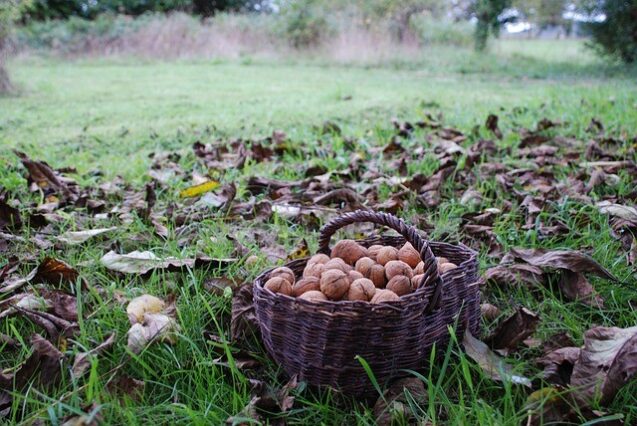 foraging for wild food