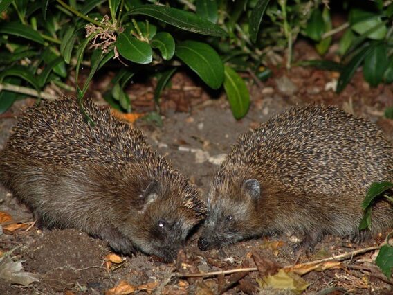 Helping Hedgehogs In Your Garden Let S Grow Wild