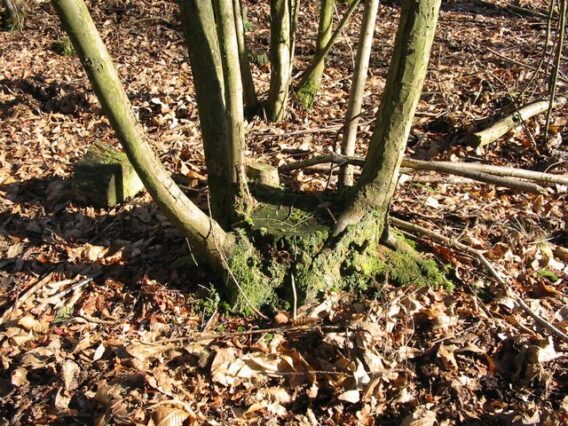 coppice stool