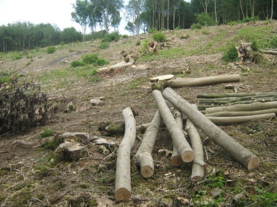 what is coppicing