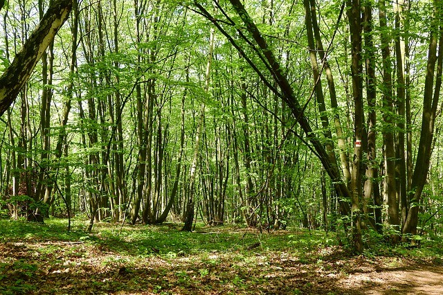 coppice a tree