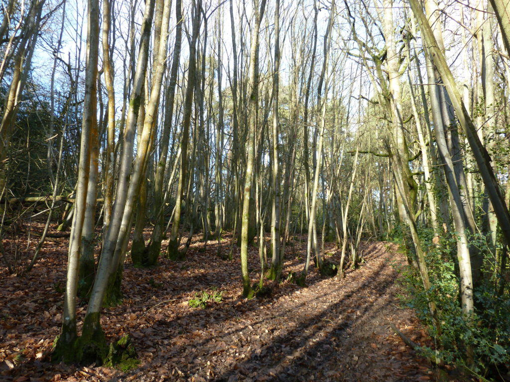 coppice woodland management