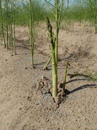 asparagus