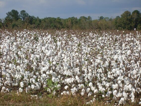 cotton growing