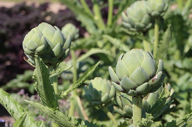 globe artichoke