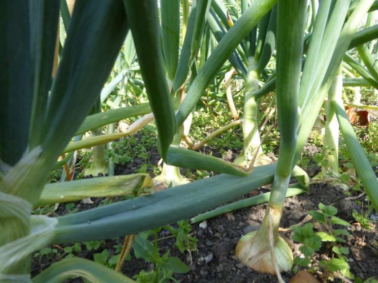 Garlic Bulbs For Planting