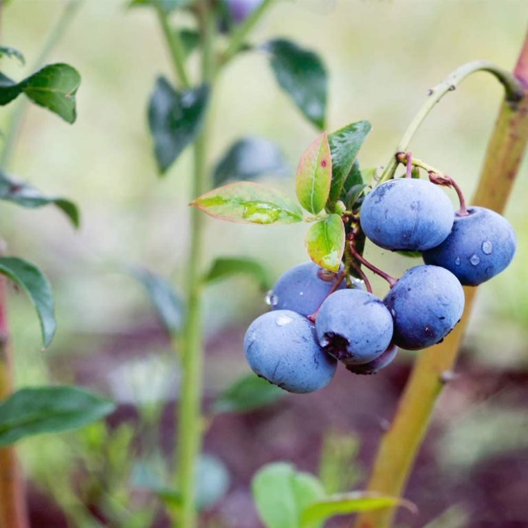 How to Grow Blueberries