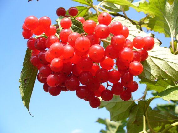 How to Grow Cranberry Bushes