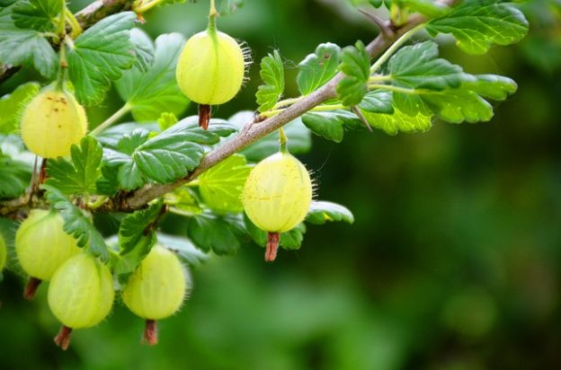 how-to-grow-gooseberry-bushes