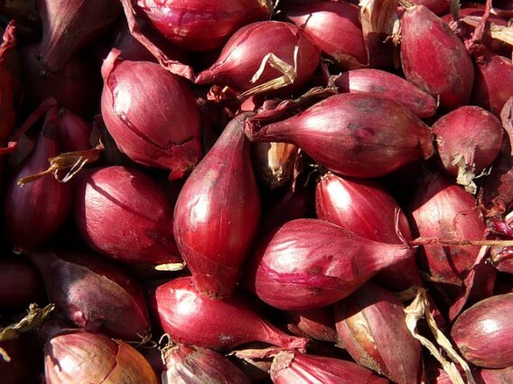 How to grow Shallots