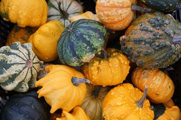 How to Grow Winter Squashes