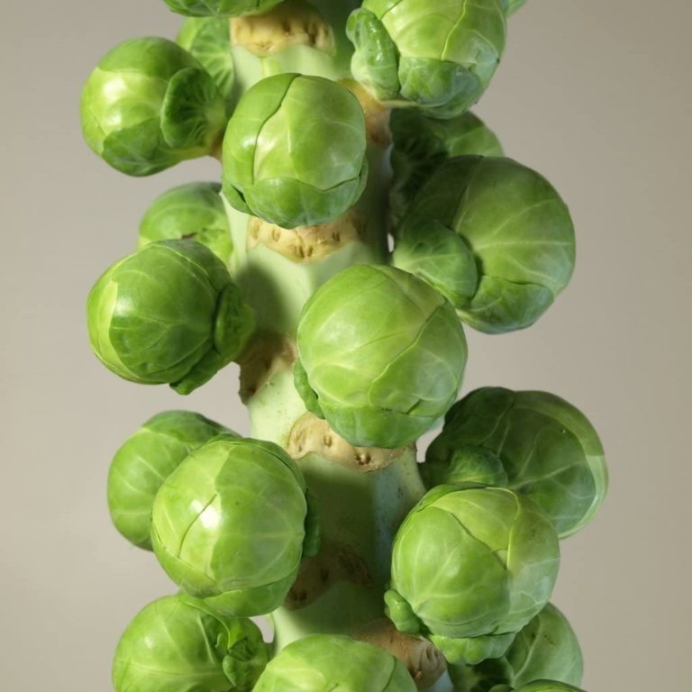 How to Grow Brussels Sprouts Let's Grow Wild