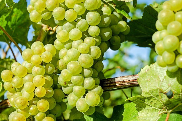 how to grow grapes