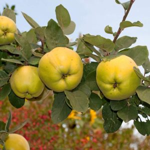 How to Grow Quince Trees