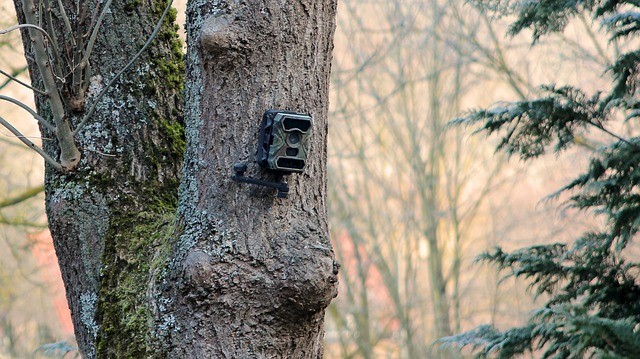 best wildlife camera under £50