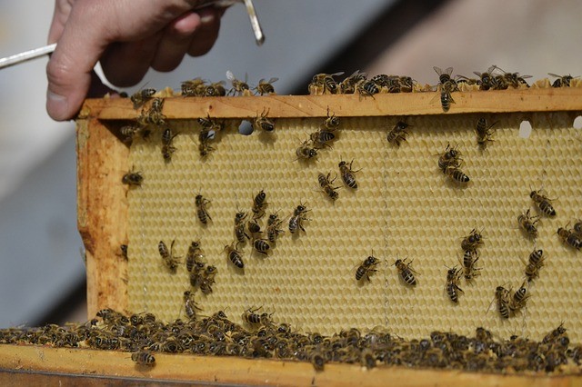 bee keeping for beginners