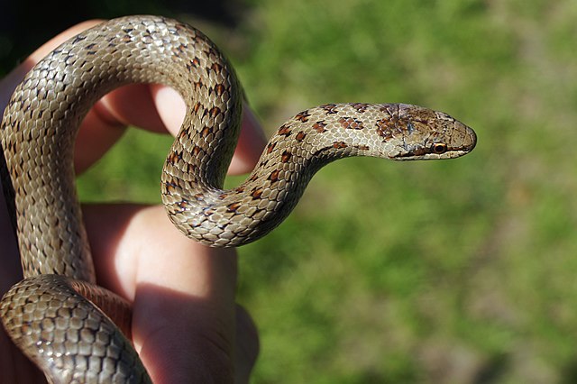 Reptiles of the UK